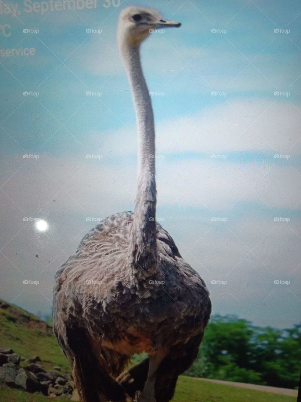 wild ostrich