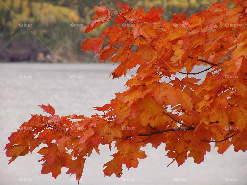 Fall leaves turning orange in Newfoundland. 