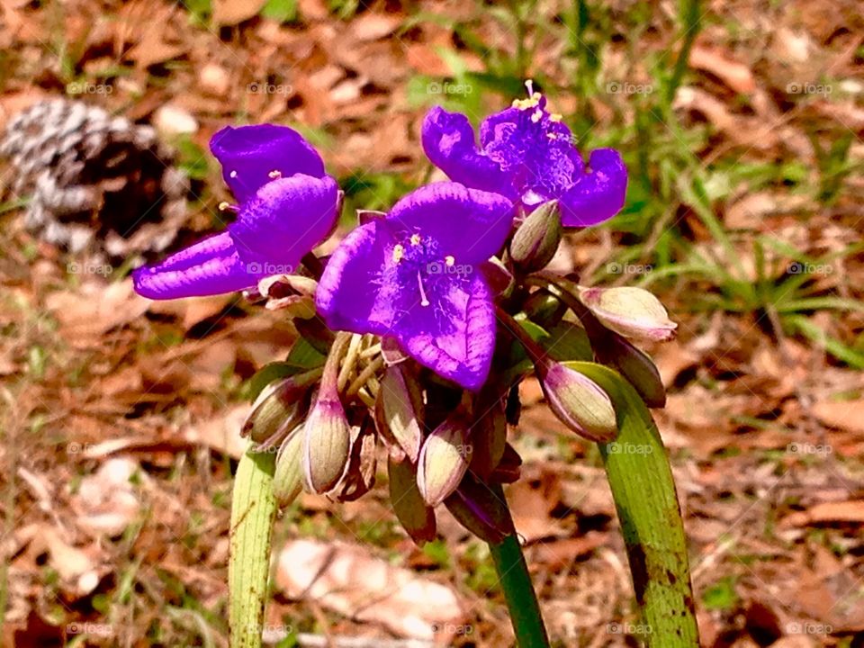 Purple beauty 