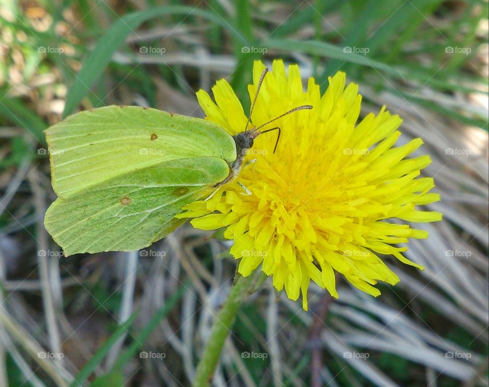 yellow butterfly on yellow flower