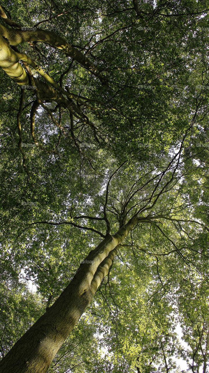 summer trees uk tall by chris7ben