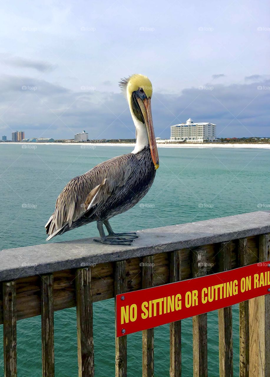 Pelican breaking the rule