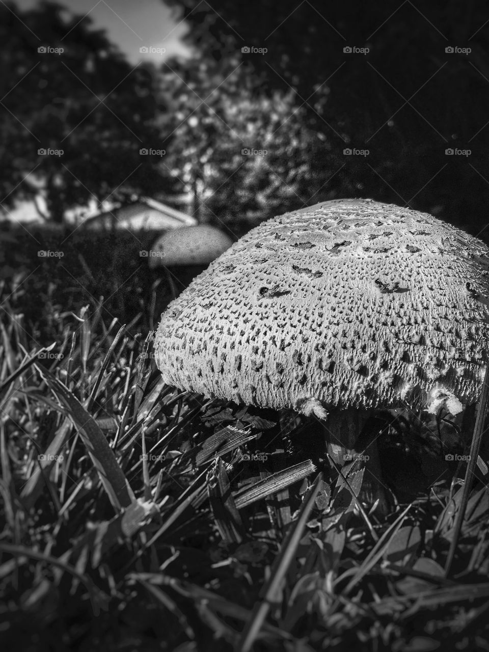 Mushroom