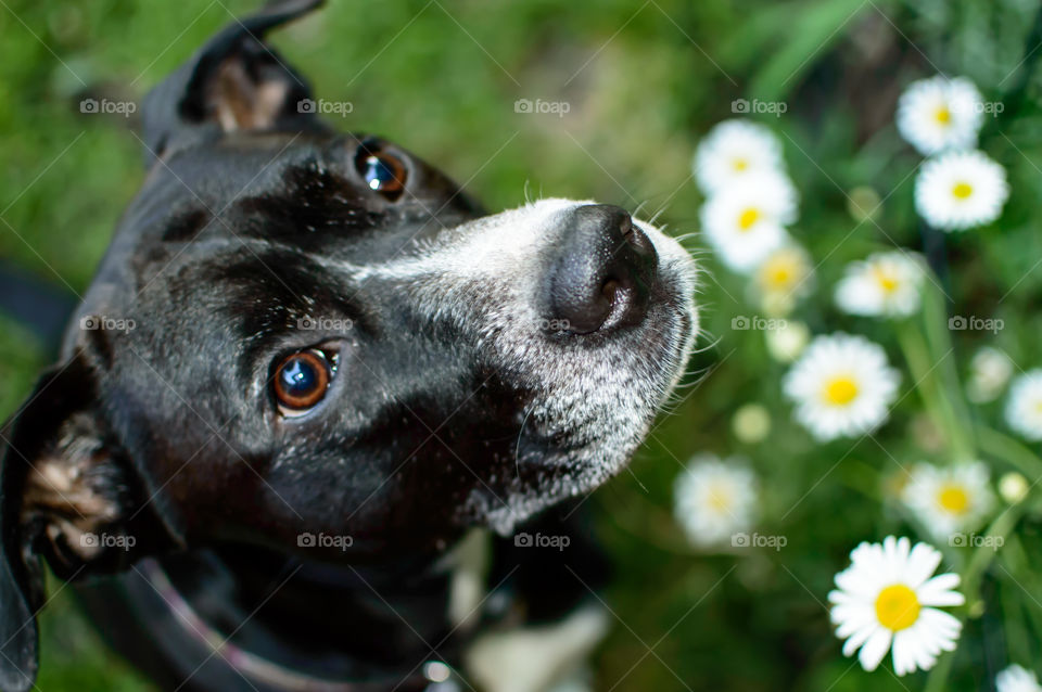 Beautiful dog with puppy dog eyes looking up during training  next to fresh growing daisy flowers in grass loyal and obedient pet portrait art photography 