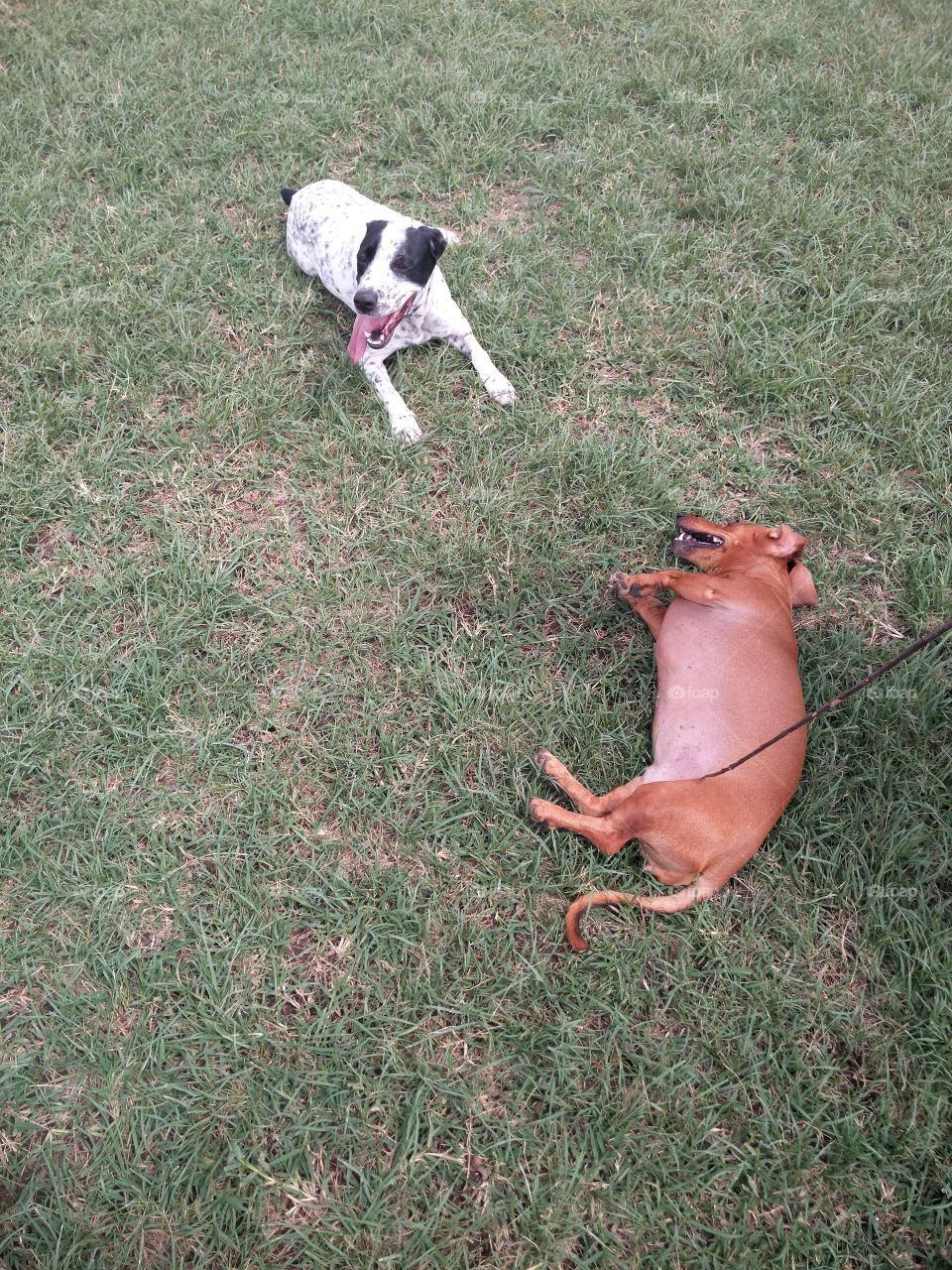 dachshund on the grass