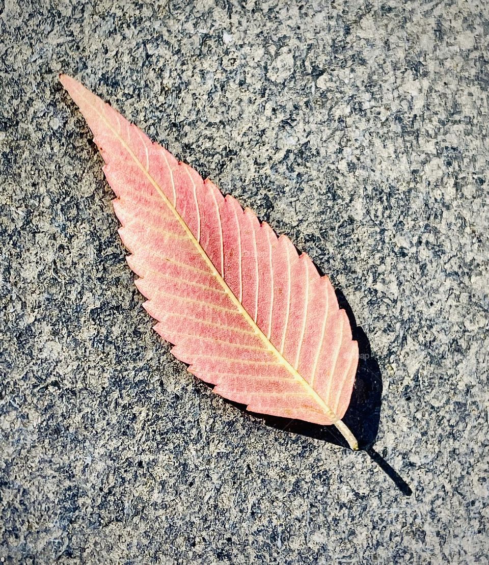 A leaf 