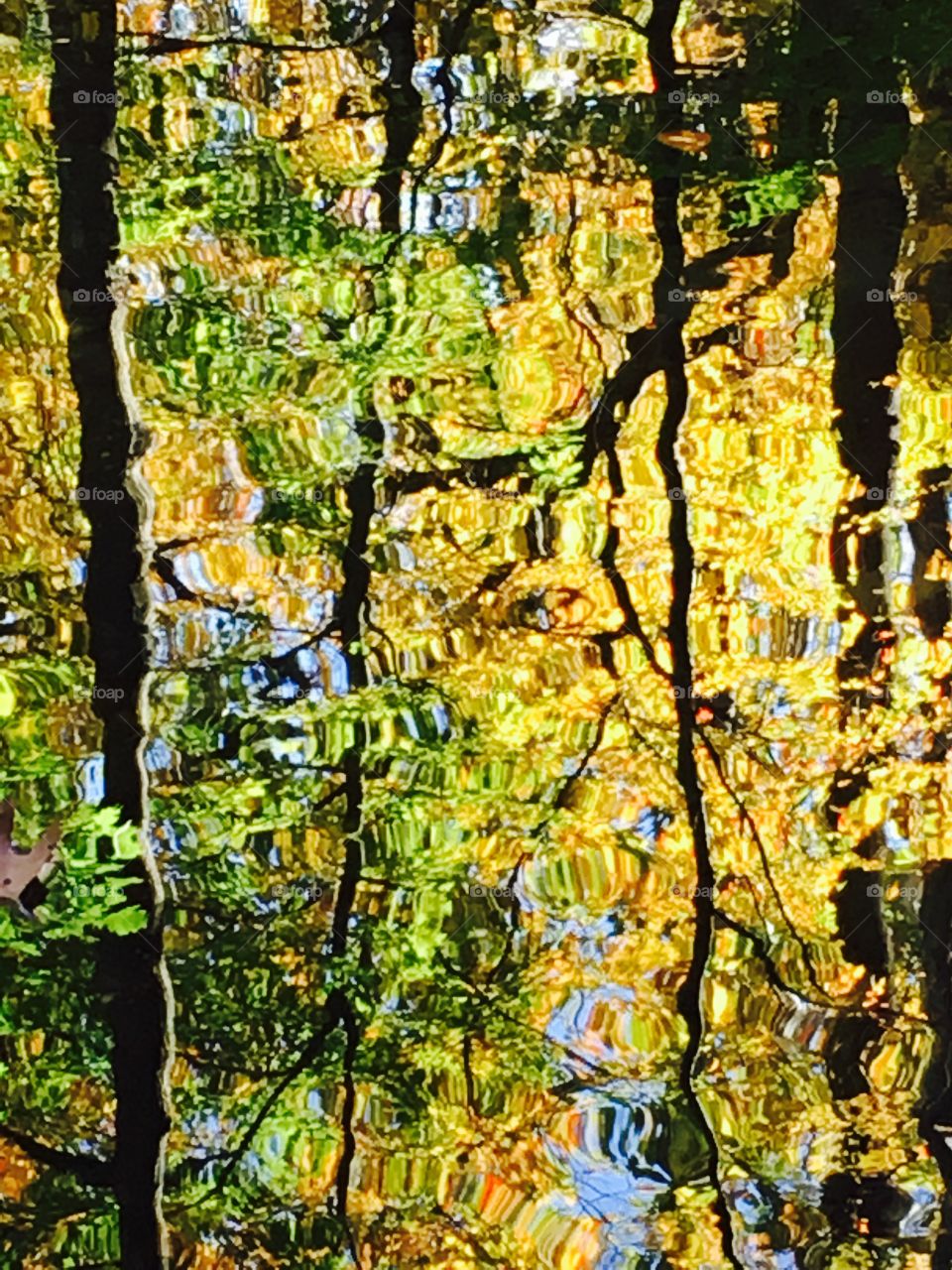 Autumn trees reflecting on a stream in Glen Carlin Park, an urban park in northern Virginia 