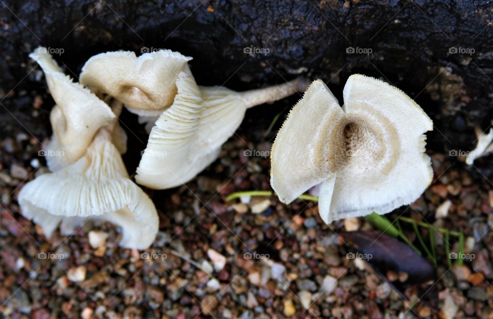 mushrooms on the bank of the lake.