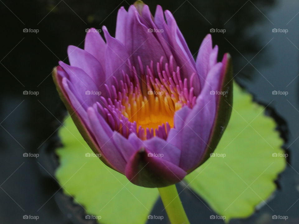 water lily