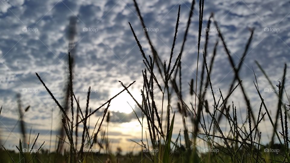 Sunset Crazy Clouds And Peeking through the grass