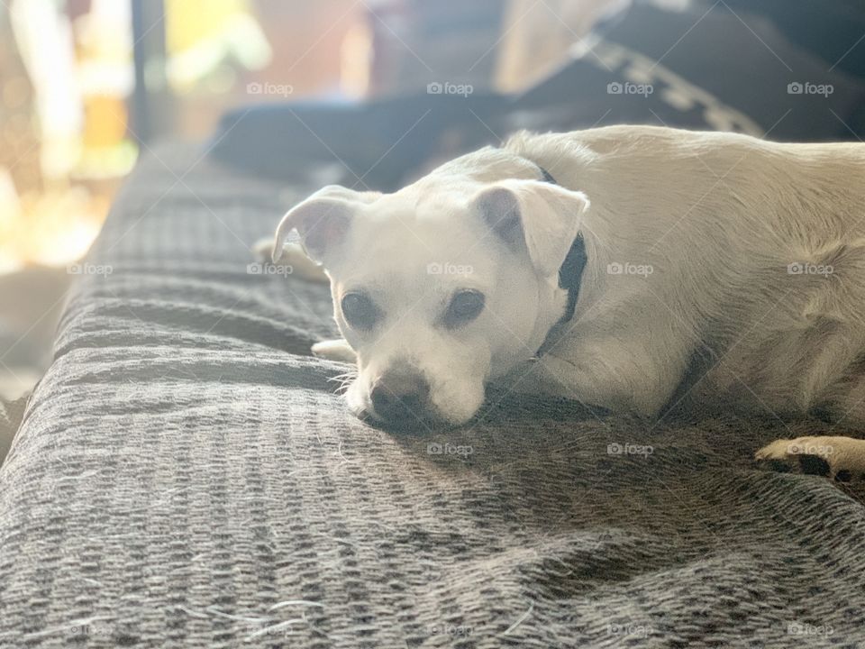 Resting on the couch 