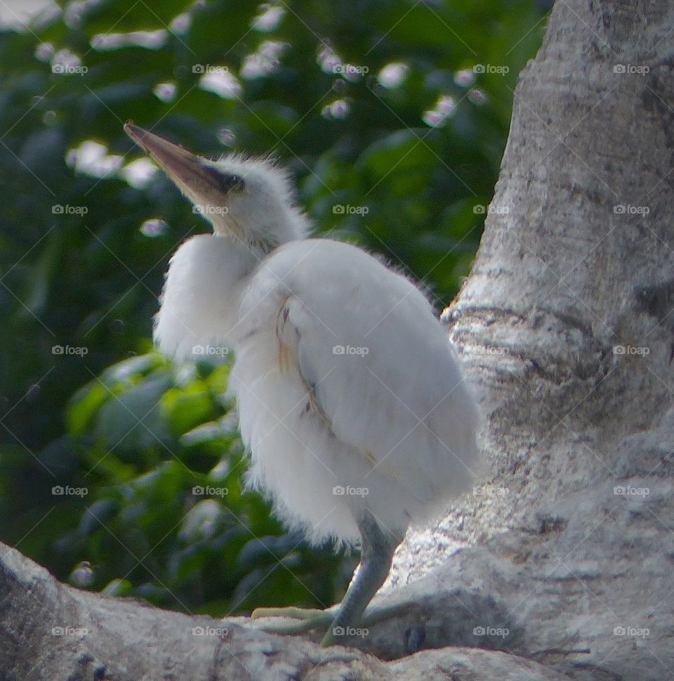 Baby snowy egret chick