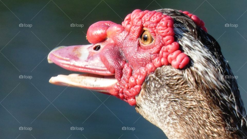 muscovy duck