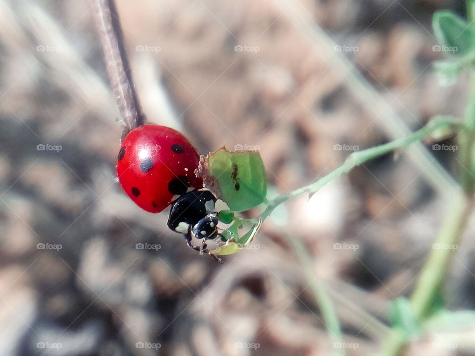 red ladybug in plants