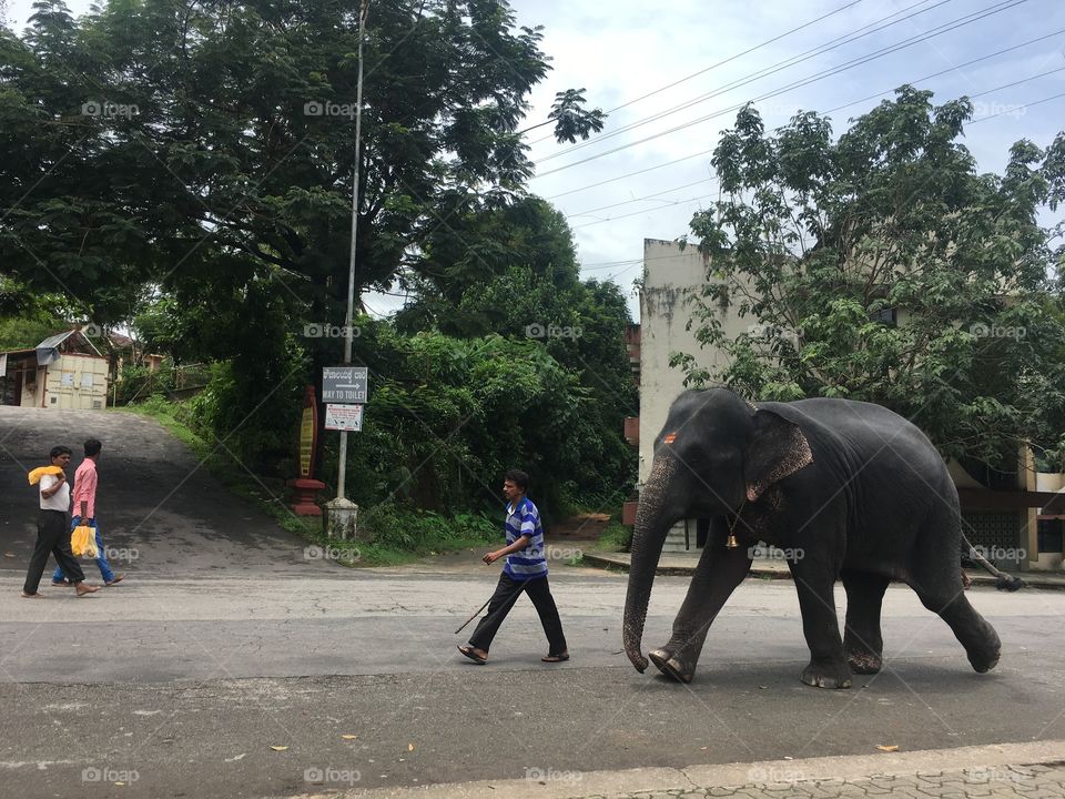 Elephant walk on road