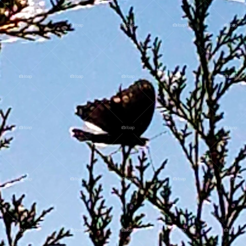 Butterfly on a tree branch!