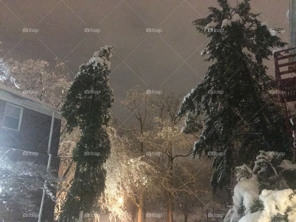 Winter Wonderland - Frozen Trees in the South Orange NJ Snowglobe