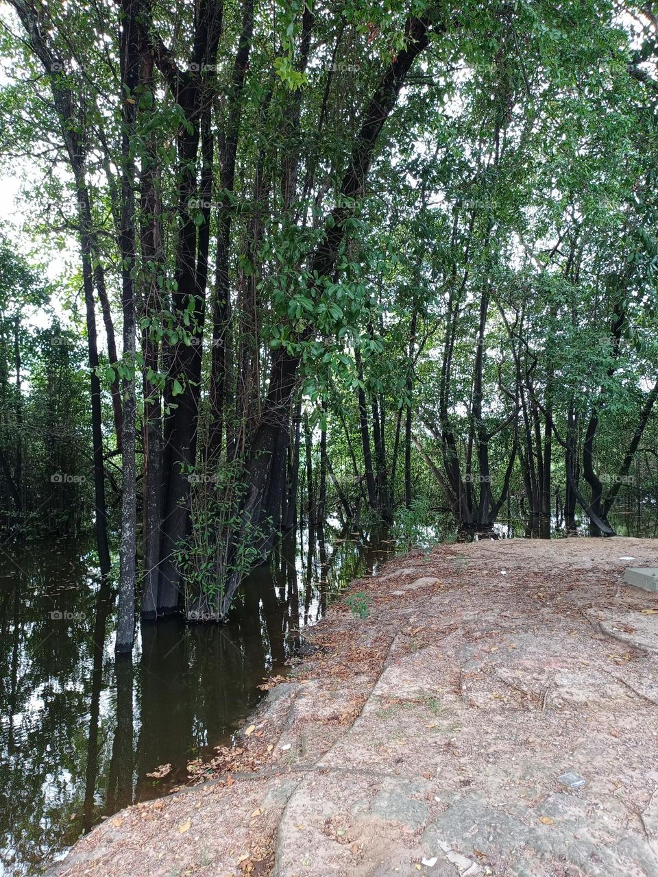 lagoa do araçá. Mangue e lagoa onde a natureza ainda está preservada, onde foram construídos imóveis ao redor.