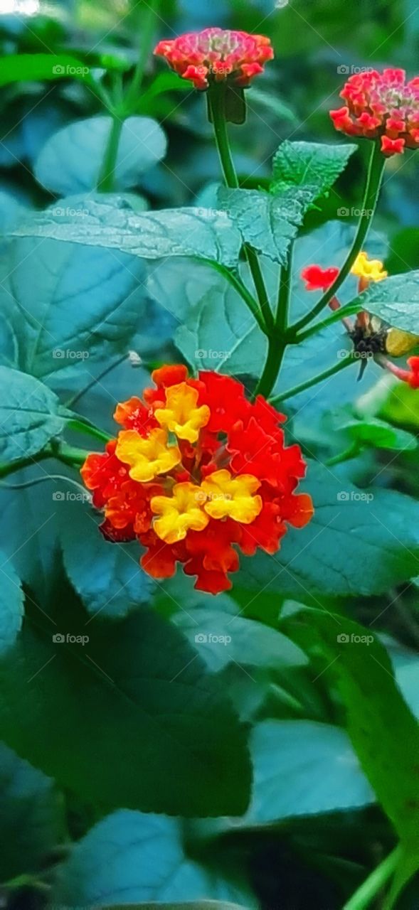 Yellow-Orange-Red Lantana camara.( West Indian Lantana)