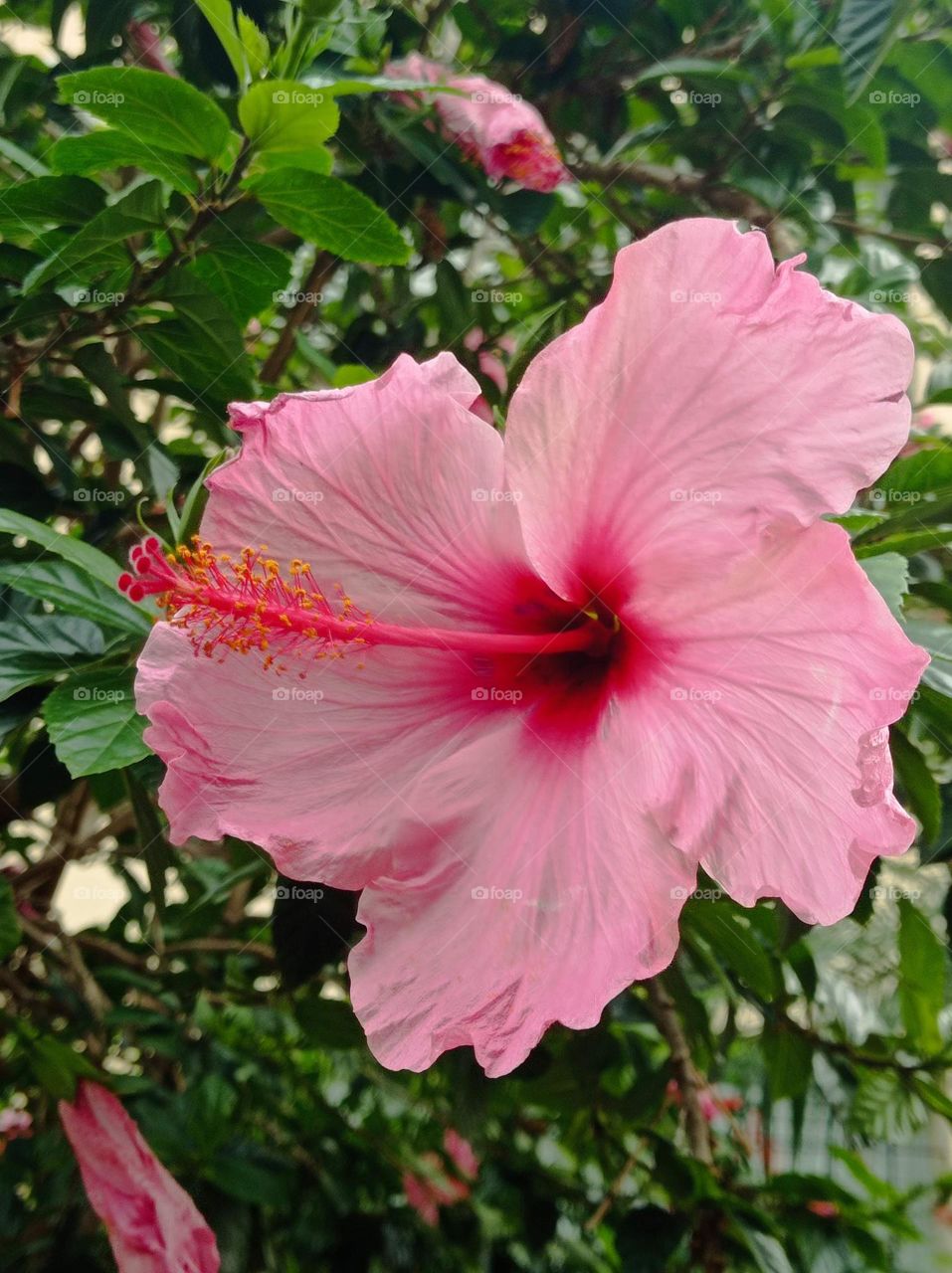 Hibiscus  / shoeblackplant