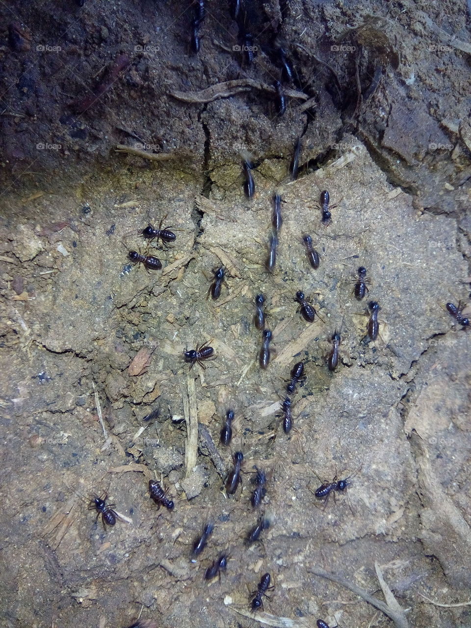 the battalion of ant