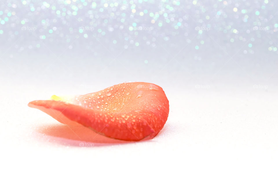 Petal of rose on bright white background
