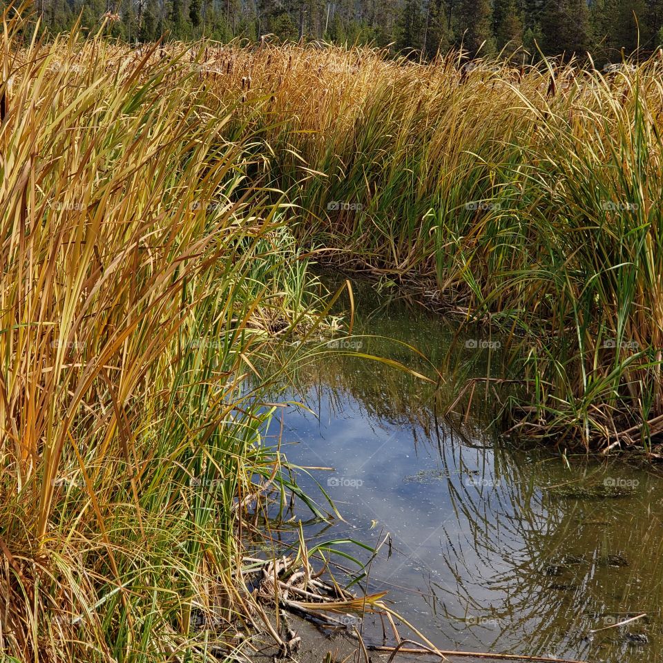 A channel goes through the reeds and cat tails along the shore of Lava Lake in the forests of Oregon on a sunny fall day. 