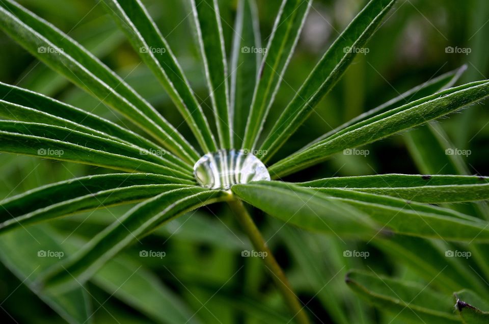 Macro Droplet