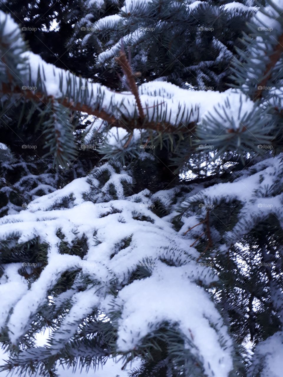 Little christmas tree in the snow