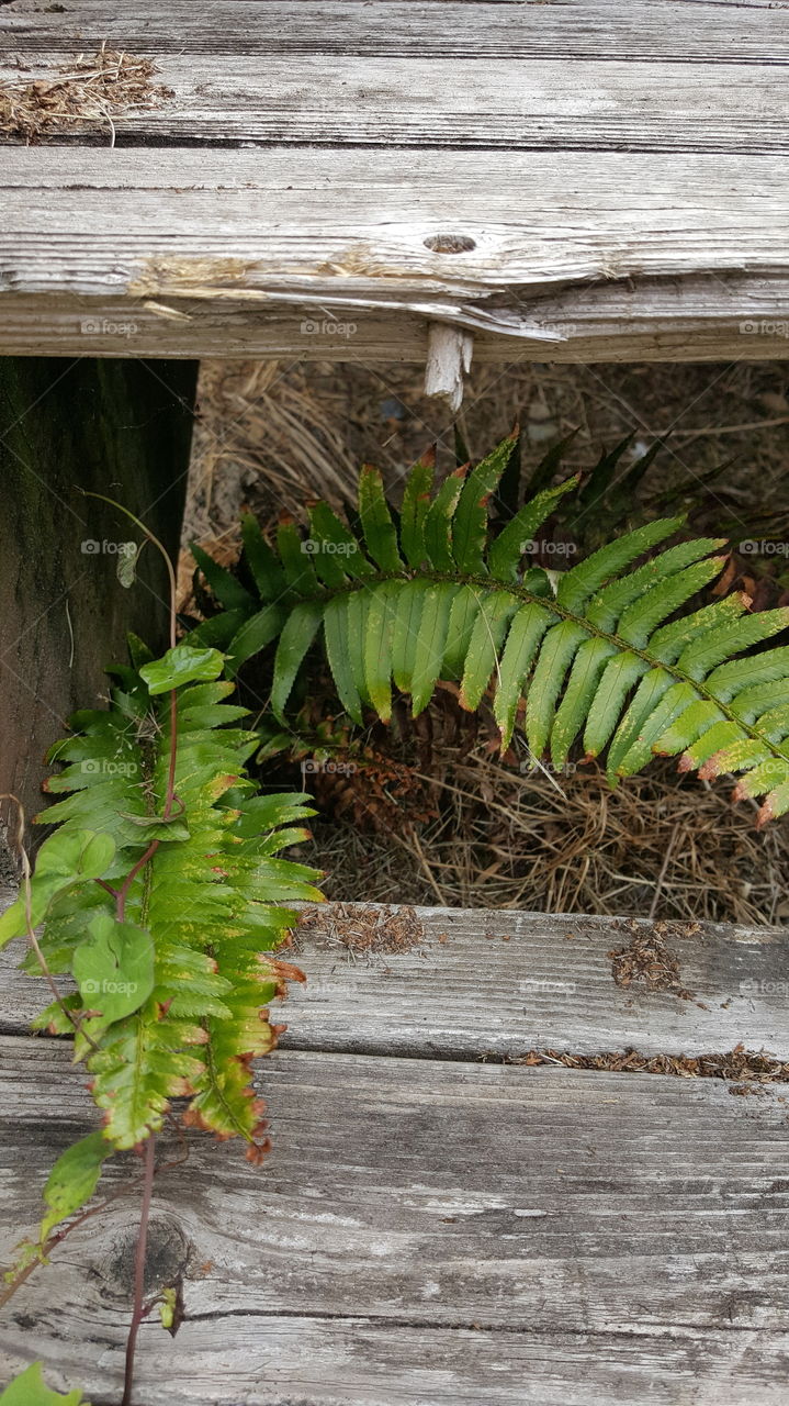 Wild Fern