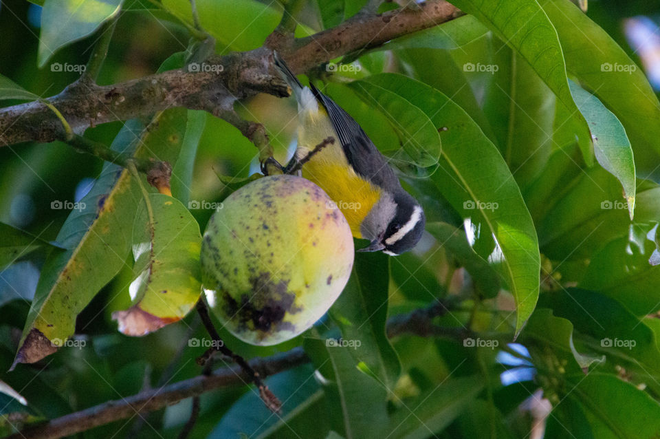 It has wide distribution in the Americas and is also popularly known in Brazil by the names of sebinho, sebito, sibito, papo-amarelo, caga-sebo and mariquita.