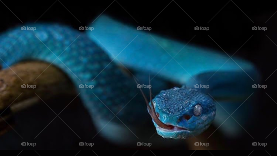 Amazing blue snake 📷😍😎