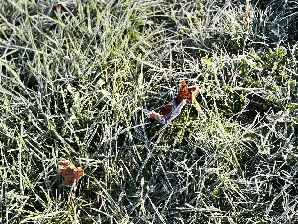 Icy grass