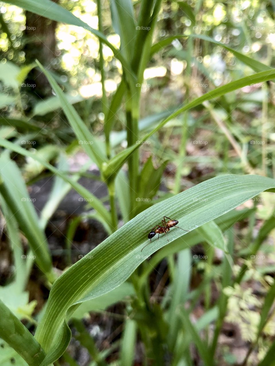 Closeup of ant on green leaf