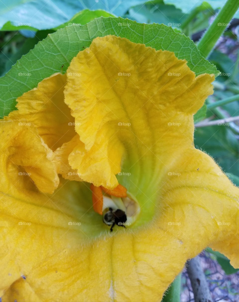 squash flower