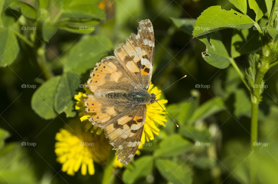 Butterfly on a yellow dandelion.