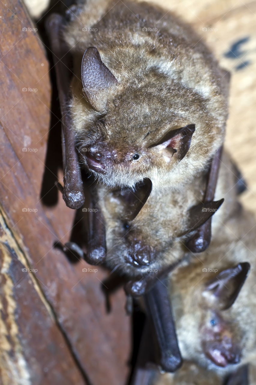 Bats (Myotis emarginatus)