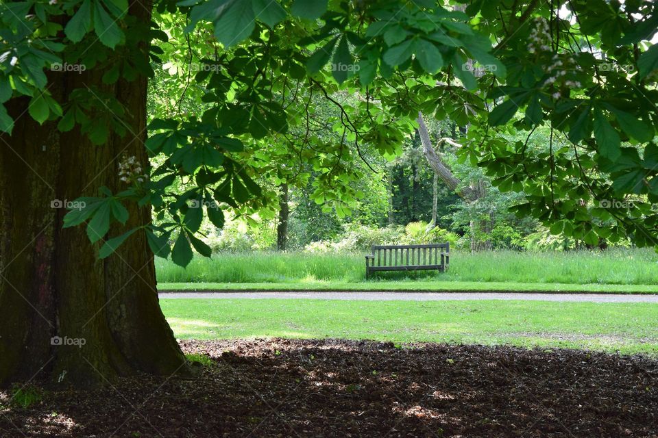 Bench in the woods