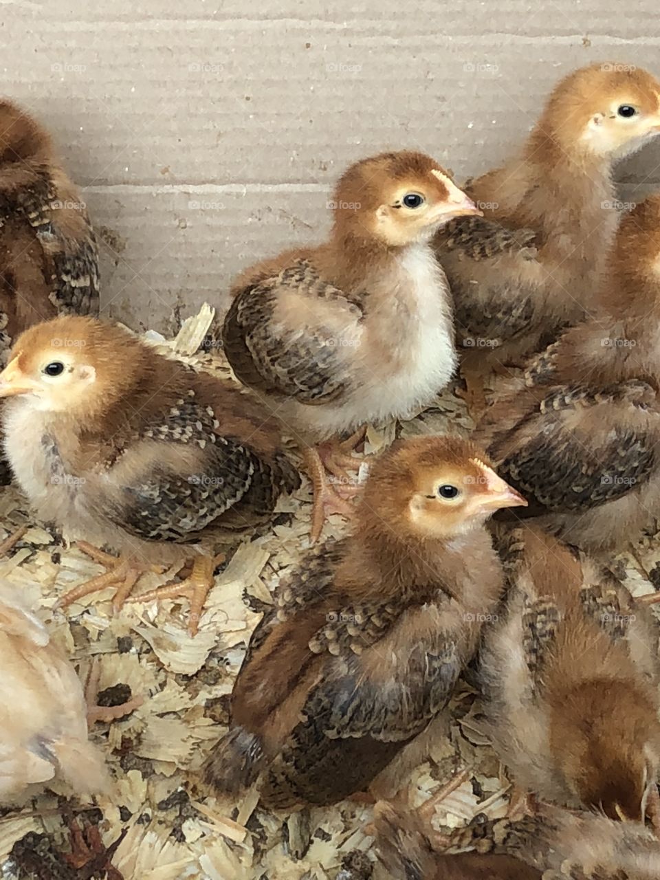 Cute baby chicks with yellow brown and some speckles on them.