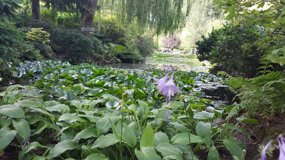 Pond in Sunken Garden