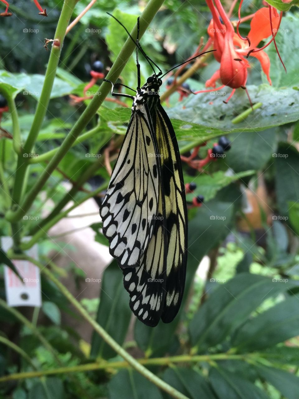 Butterfly garden