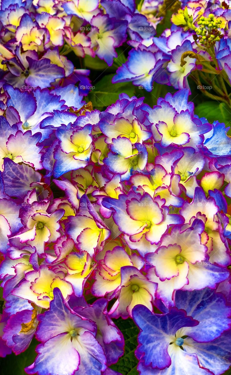 Close up of a multicolored hydrangea flower