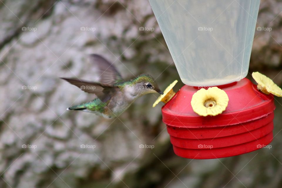 Hummingbird 
