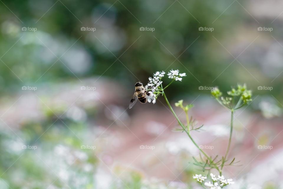 Spring is here and so are the beautiful sightings, honeybee perching on coriander flower