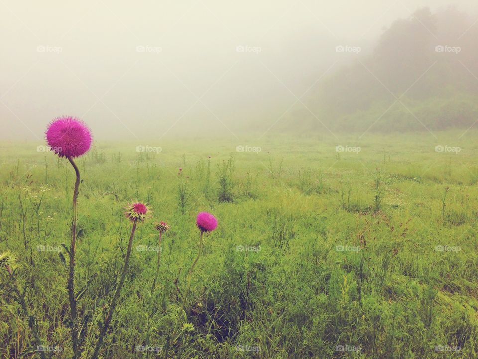 Fog field 