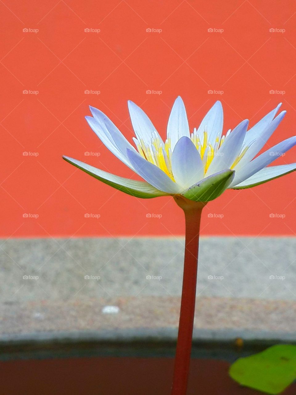 Lotus. Lotus