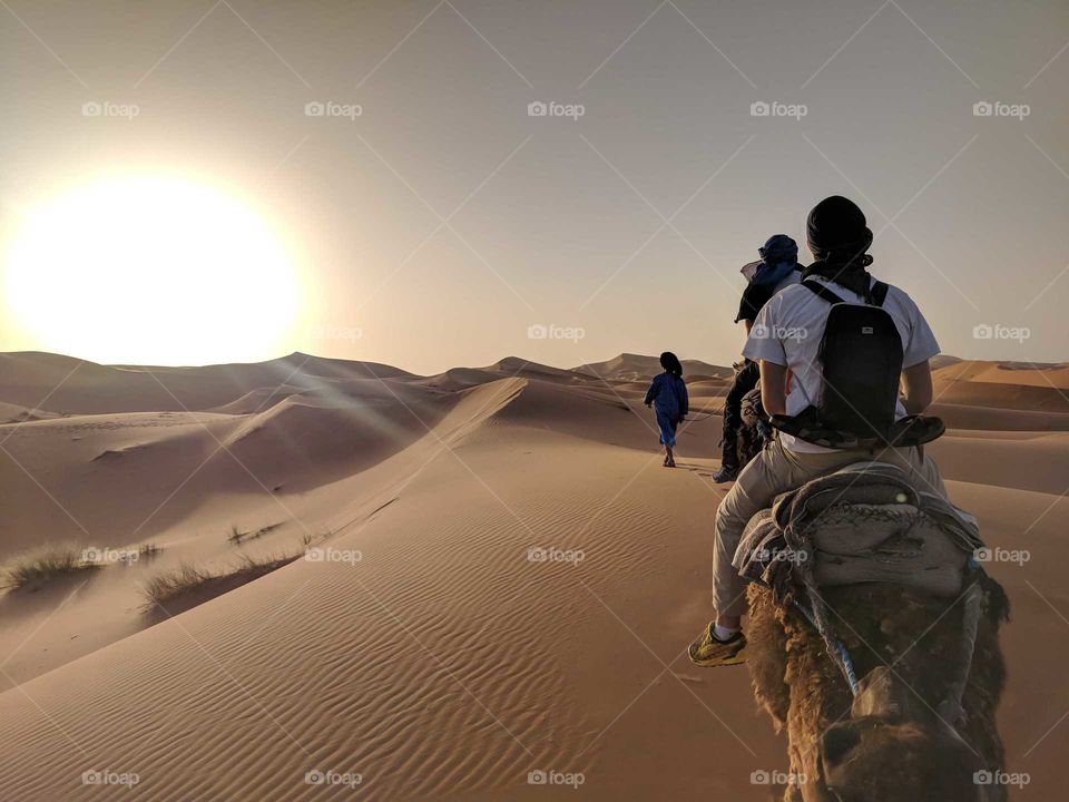 Group of People Riding Camels into the Sunset (Sunrise) at Dusk (Dawn) in the Sand Dunes of the Sahara Desert in Morocco