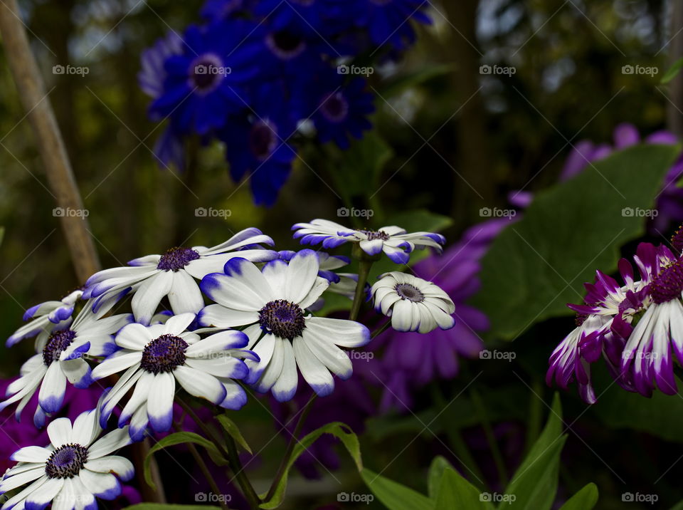 Flowers in a garden.