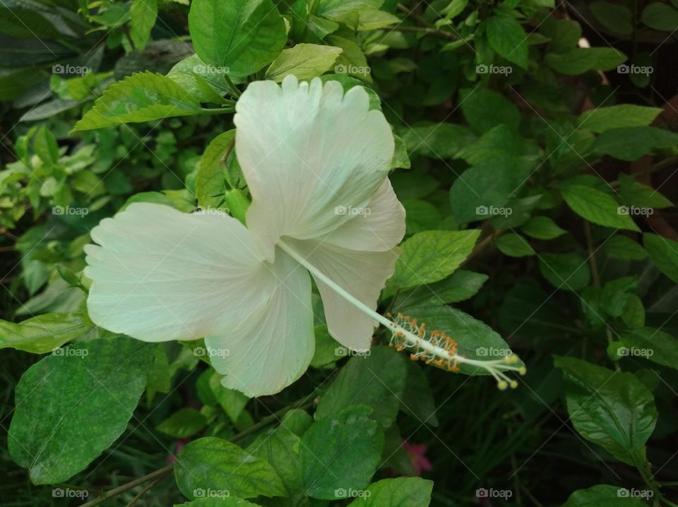 white flower seasonal fresh shurb small size looks very beautiful generally found everywhere