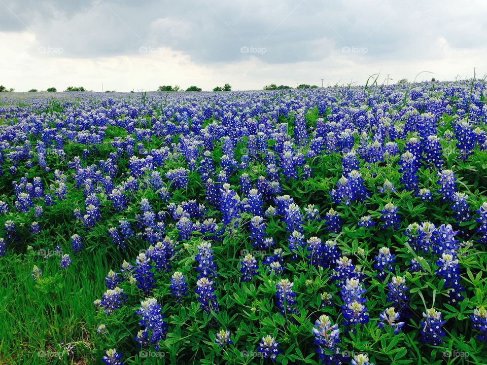 Texas Bluebonnets 